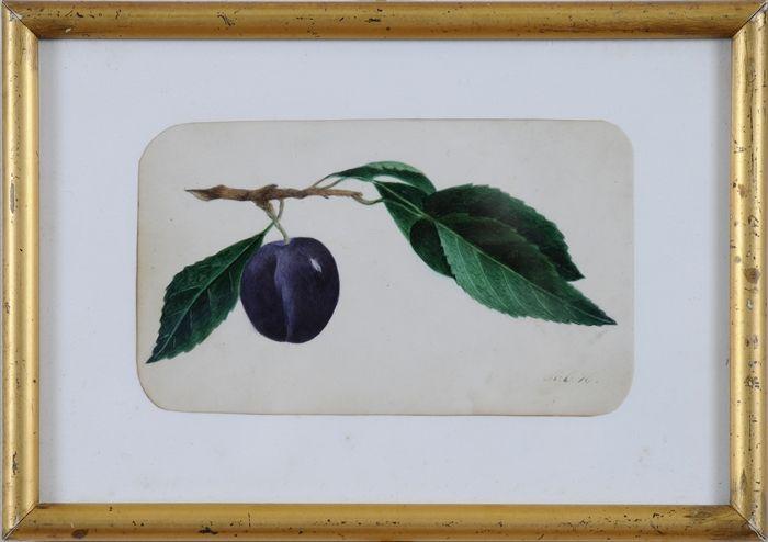 Appraisal: PLUM ON A BRANCH Watercolor on paper x in sight