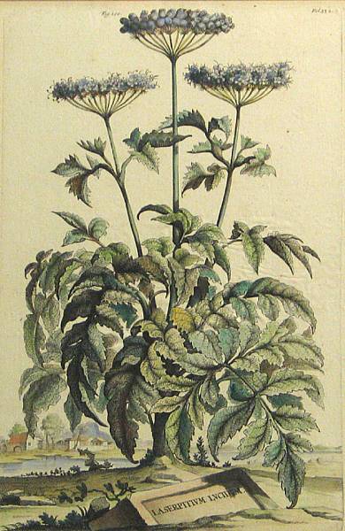 Appraisal: Abraham Munting Dutch - Two Botanicals Canella Arbor Sylvestris Fig