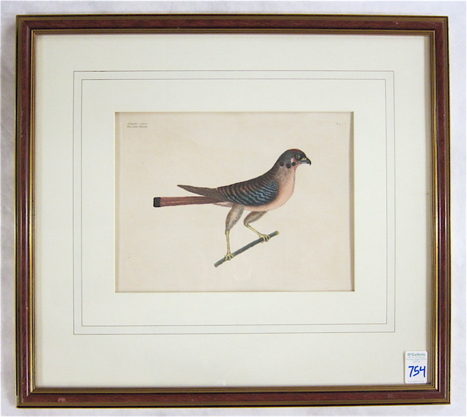 Appraisal: MARK CATESBY HAND COLORED ENGRAVING British - The Little Hawk