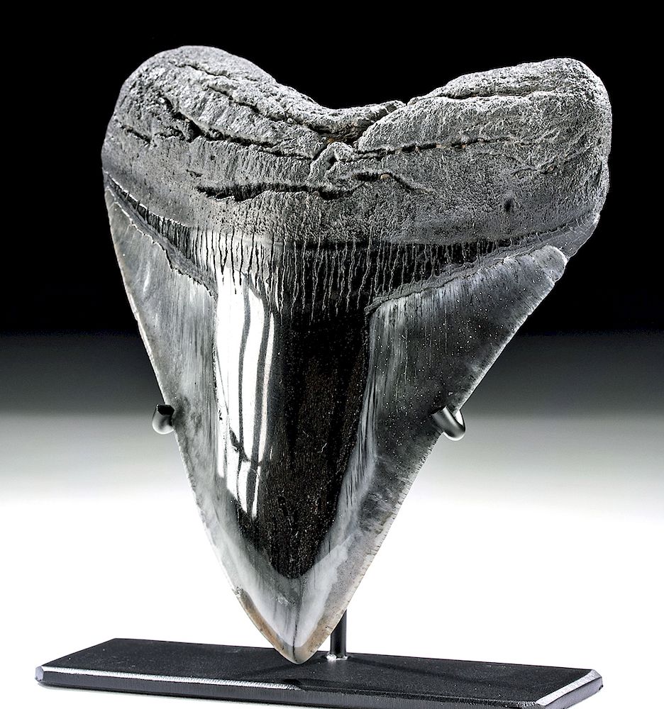 Appraisal: Ancient Seas Fossilized Megalodon Tooth Ancient Seas ca million years