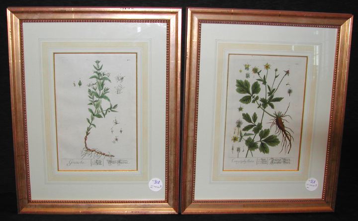 Appraisal: Elizabeth Blackwell British - trio of hand-colored botanical engravings including