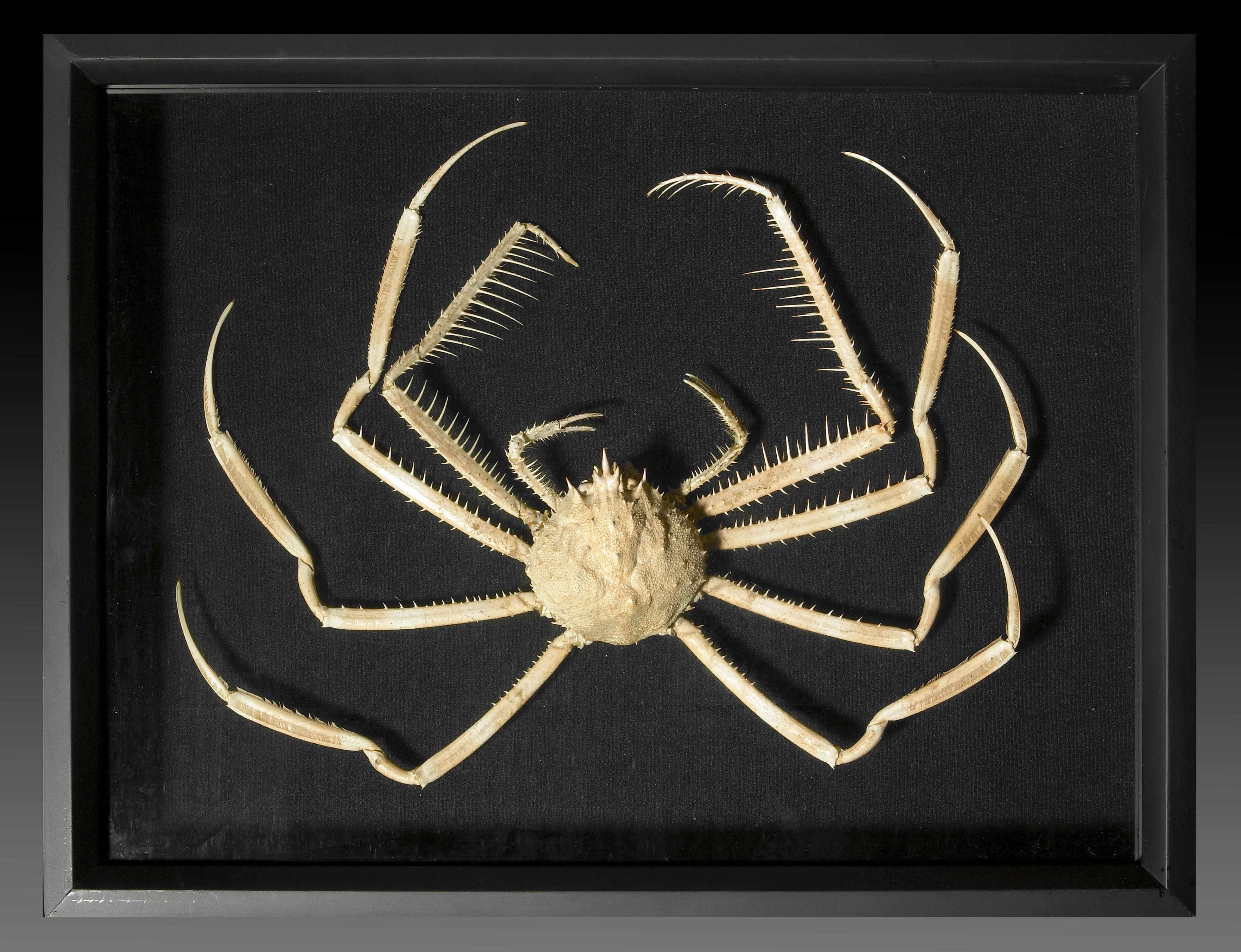 Appraisal: Framed Deep-water Spider Crab Cyrtomaia murrayiPhilippinesFound at depths of -