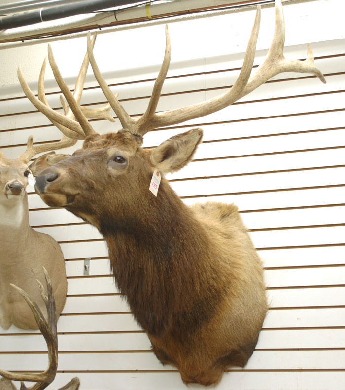 Appraisal: TROPHY BULL ELK TAXIDERMY MOUNT Rocky Mountain variety with x