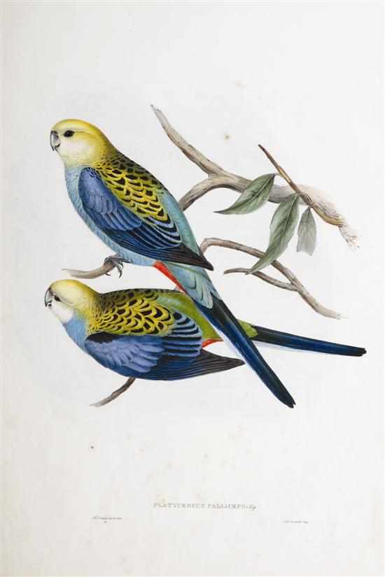 Appraisal: John Gould - Platycherus Palliceps Pale Headed Parakeet hand coloured