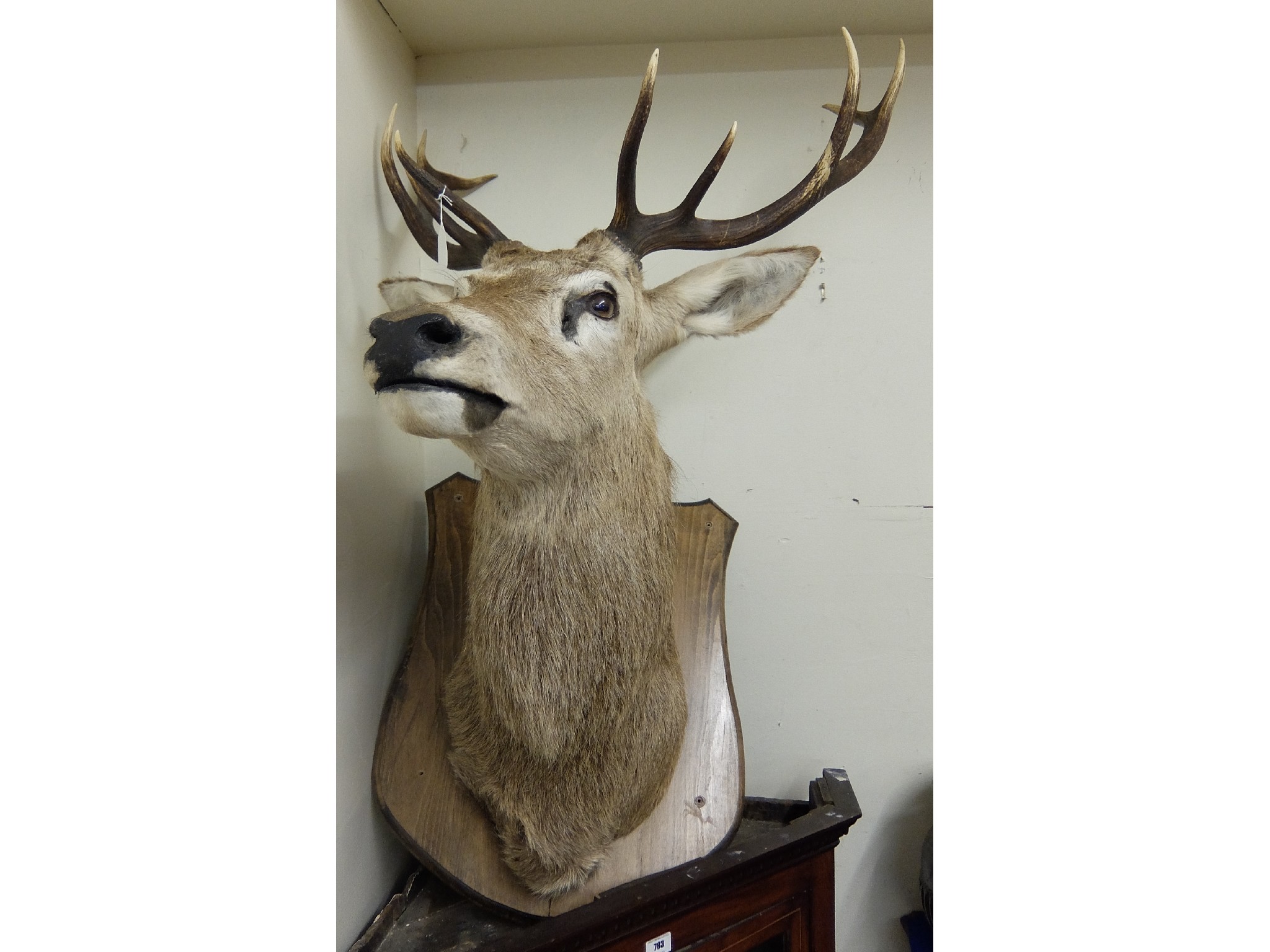 Appraisal: Stag's head on wall mount with five point antlers