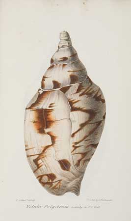 Appraisal: SHELLS Sowerby G B A Catalogue of the Shells contained