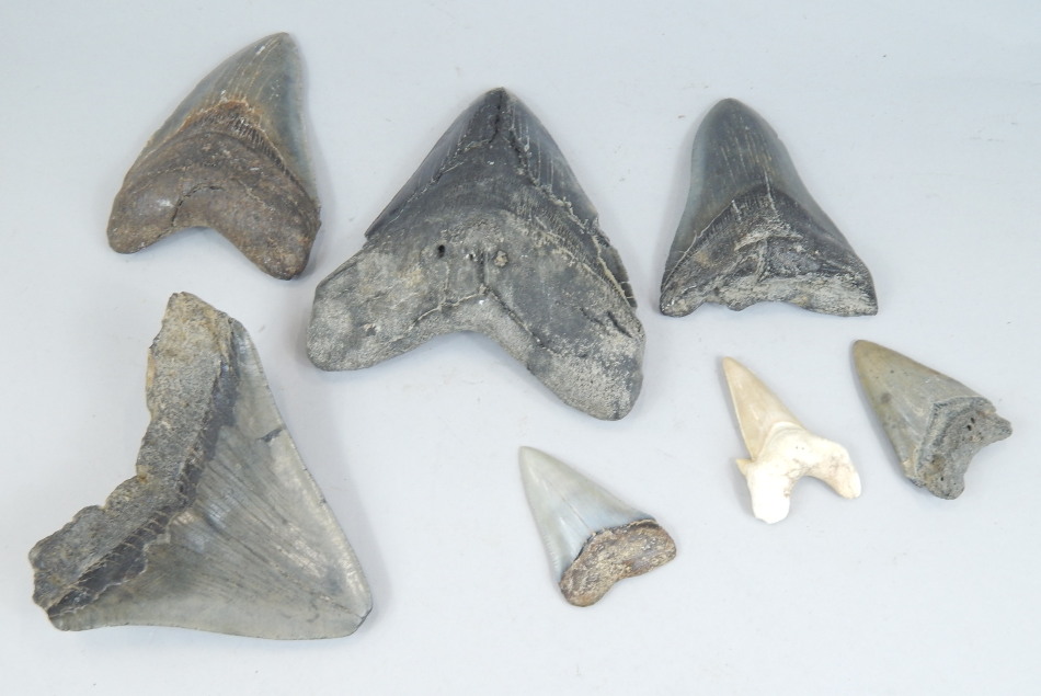 Appraisal: Three large fossilized megalodon or sharks teeth and other similar