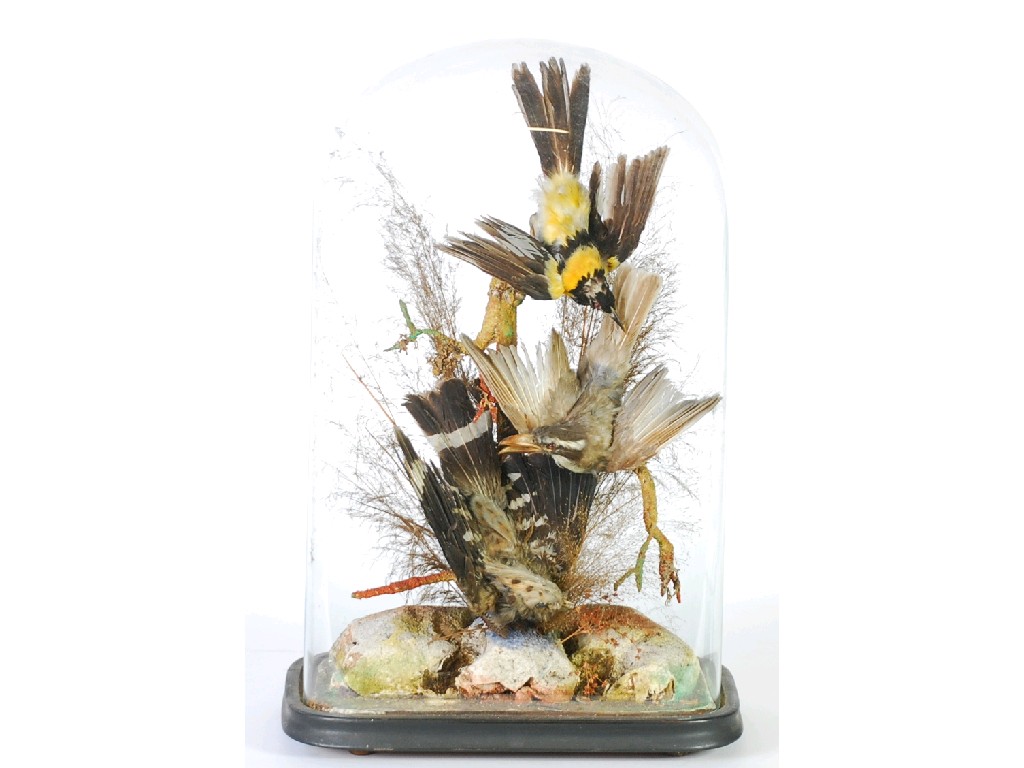 Appraisal: LATE NINETEENTH CENTURY TAXIDERMIC SPECIMEN OF THREE BIRDS on a