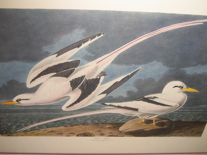 Appraisal: AFTER JOHN JAMES AUDUBON American - TROPIC BIRD plate CCLXII