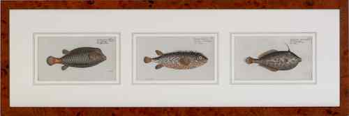 Appraisal: Three hand colored engravings of foreign fish by Herr Marcus