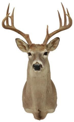 Appraisal: Taxidermy Whitetail deer shoulder mount point antlers approx h w