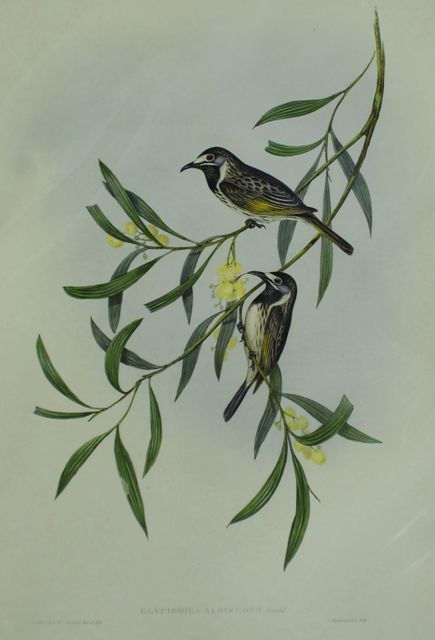 Appraisal: White-fronted Honey-eater Glyciphila Albifrons