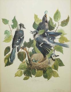 Appraisal: Early Th C Carroll Tyson Watercolor Print Of Blue Jays