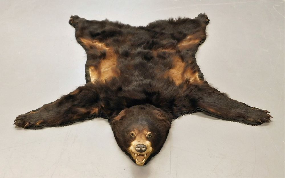 Appraisal: Taxidermy Bear Skin Rug United States Early th Century Bear