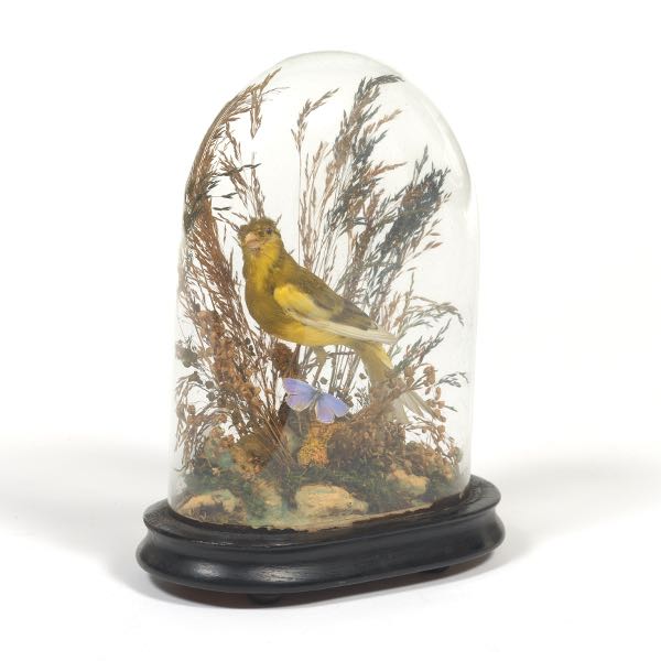 Appraisal: VICTORIAN GOLDFINCH TAXIDERMY IN GLASS DOME AND WOODEN BASE x