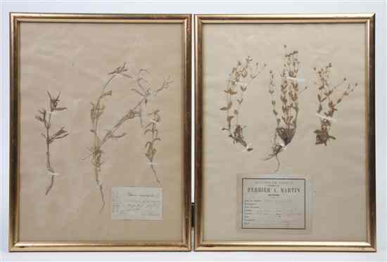 Appraisal: A Collection of Five Mounted Flower Specimens each set in