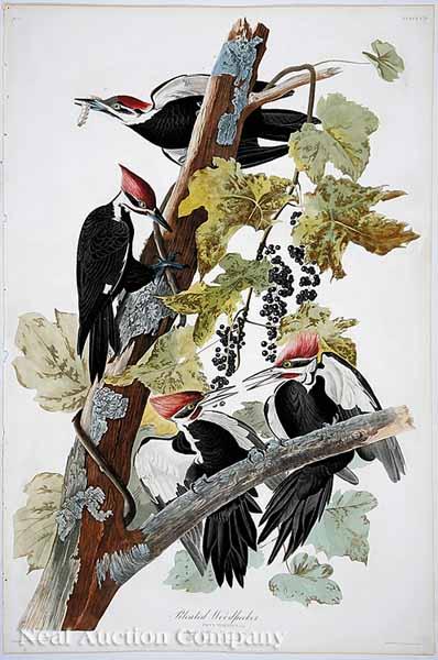 Appraisal: After John James Audubon American - Pileated Woodpecker No Plate