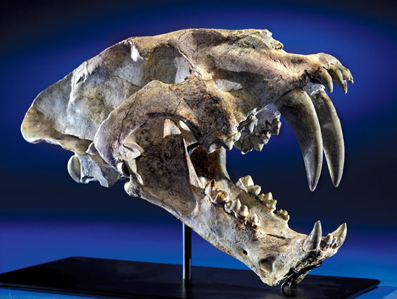 Appraisal: SABER-TOOTHED CAT SKULL Machairodus giganteus Miocene - - million years