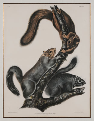 Appraisal: After John James Audubon New York - Cat Squirrel Plate