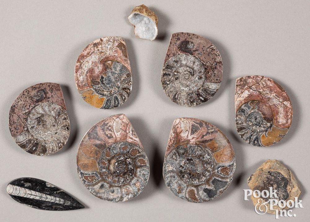 Appraisal: Collection of fossils Collection of fossils to include polished Ammonites