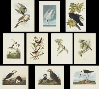 Appraisal: John James Audubon - Raven No Plate Crested Titmouse No