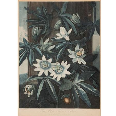 Appraisal: Dr Robert Thornton publisher THE BLUE PASSION FLOWER Hand-colored color