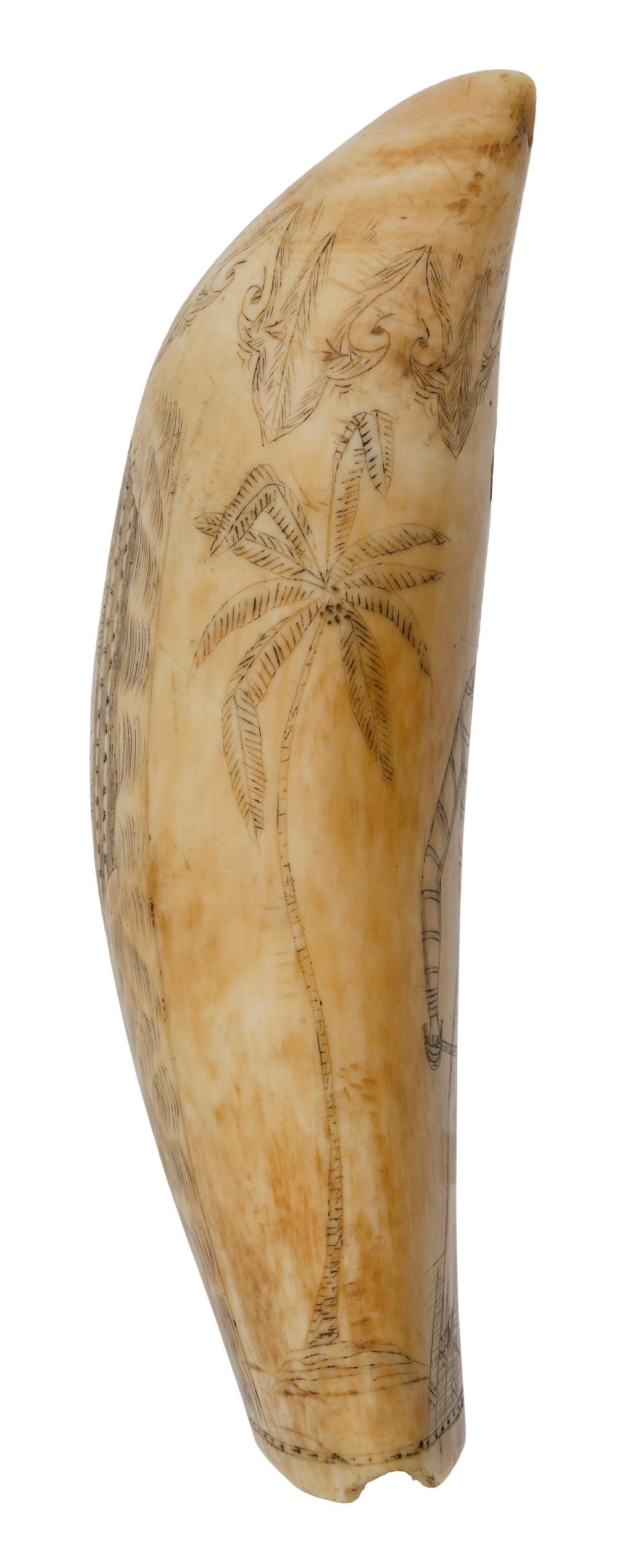 Appraisal: SCRIMSHAW WHALE'S TOOTH WITH BRITISH NAVAL MOTIFS TH CENTURY LENGTH