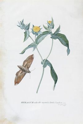 Appraisal: Georg Dionysius Ehret German - Study of a moth and