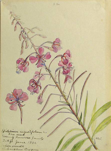 Appraisal: Stella Sherwood Vosburg American th Century Wildflowers of the Pacific