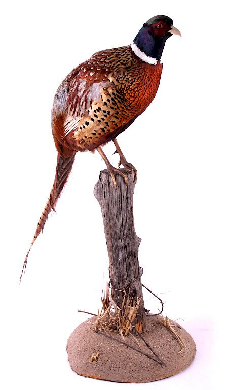 Appraisal: Montana Ring Neck Pheasant Taxidermy Mount Included in this lot