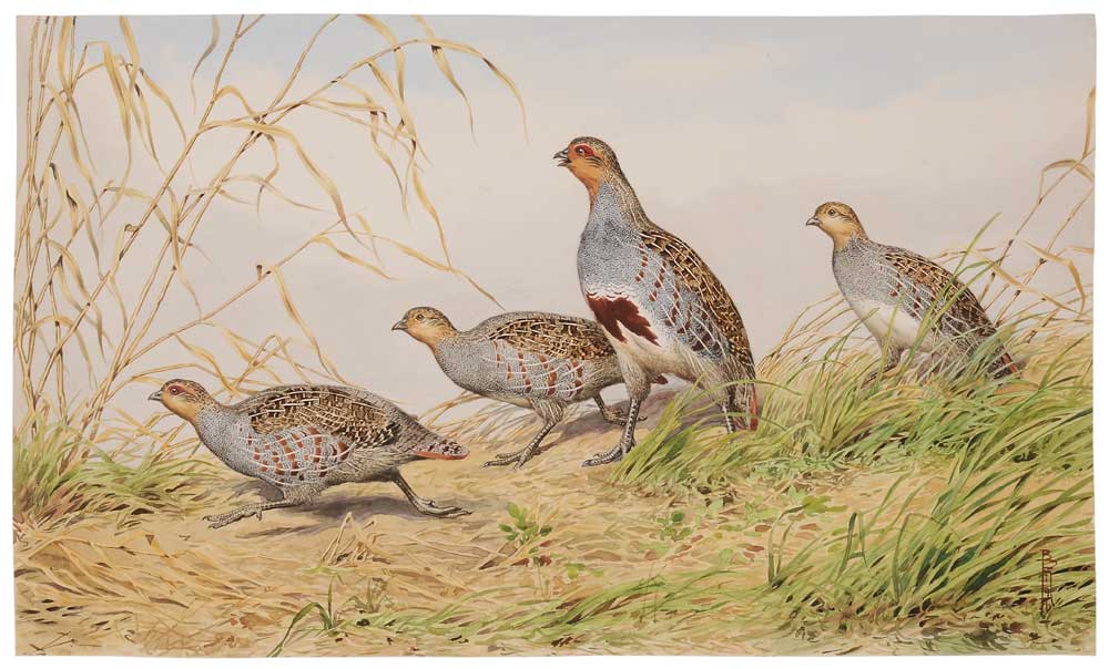 Appraisal: Boris Riab French Russian - A Covey of Gray Partridges