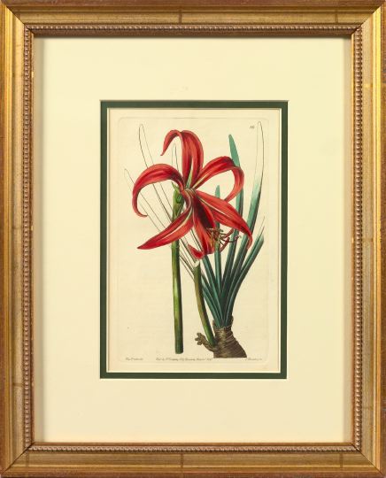 Appraisal: British School Mid- th Century Botanical Studies suite of nine