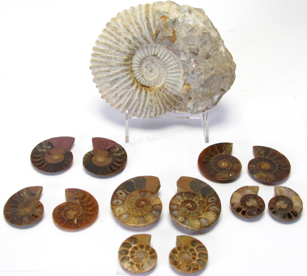 Appraisal: Collection of Ammonite Fossils total including single ammonite in limestone