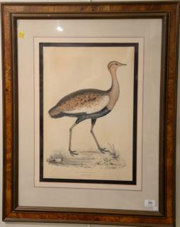 Appraisal: After John Gould framed colored lithograph painted by C Hullmandel