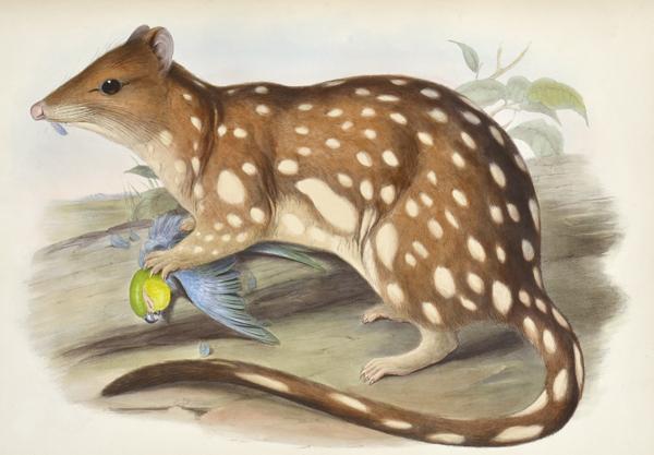 Appraisal: JOHN GOULD - Dasyurus Maculatus Spotted-tailed Quoll hand-coloured lithograph JOHN