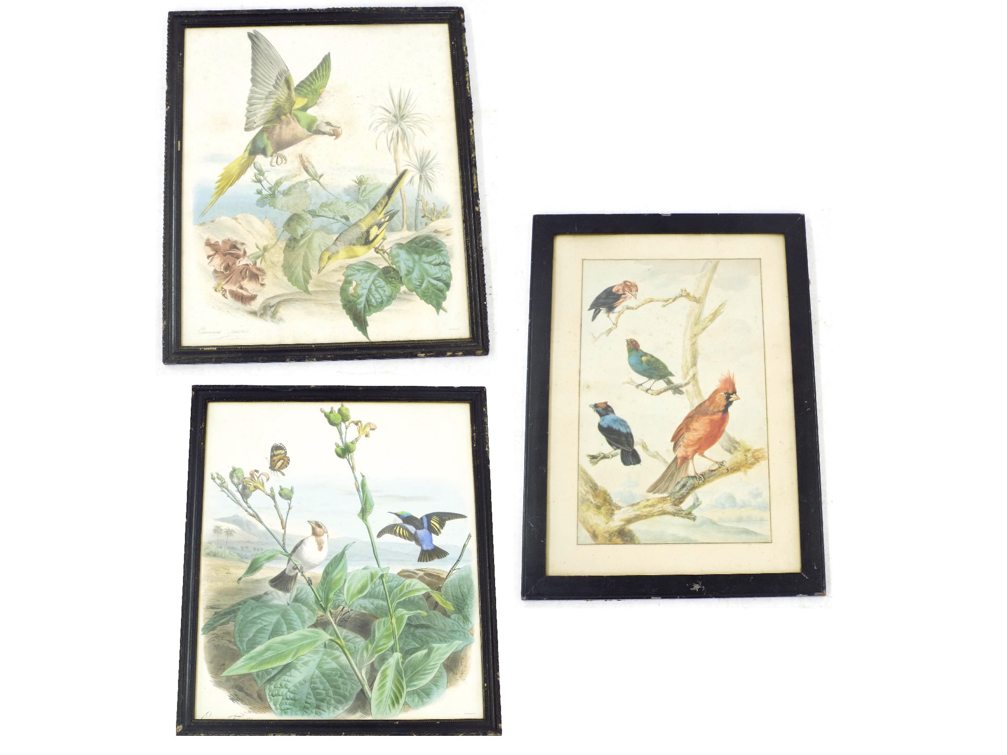 Appraisal: Late th century School - study of four exotic birds