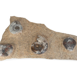 Appraisal: Three Faux-Fossil Fragments Largest height x width inches Property from