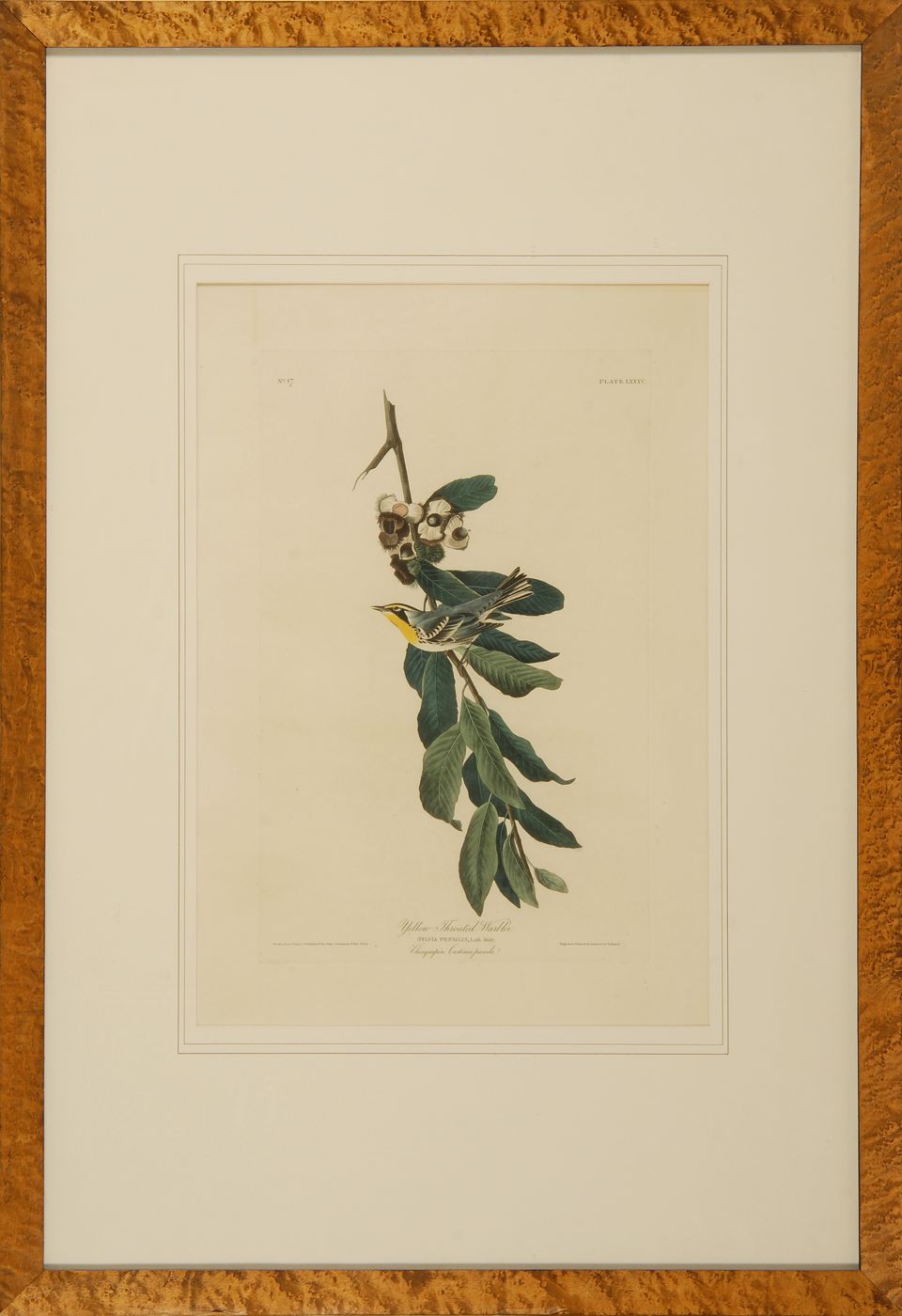 Appraisal: JOHN JAMES AUDUBONAmerican - Yellow-Throated Warbler No Plate LXXXV Engraved