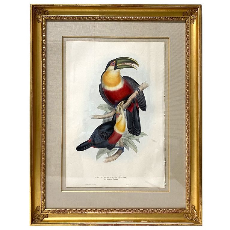 Appraisal: John Gould Ramphastos Dicolorus Print John Gould Ramphastos Dicolorus Print