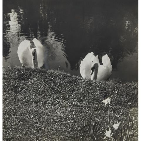 Appraisal: Cecil Beaton - SWANS AT SWAN LAKE COTTAGE ENGLAND SPRINGTIME