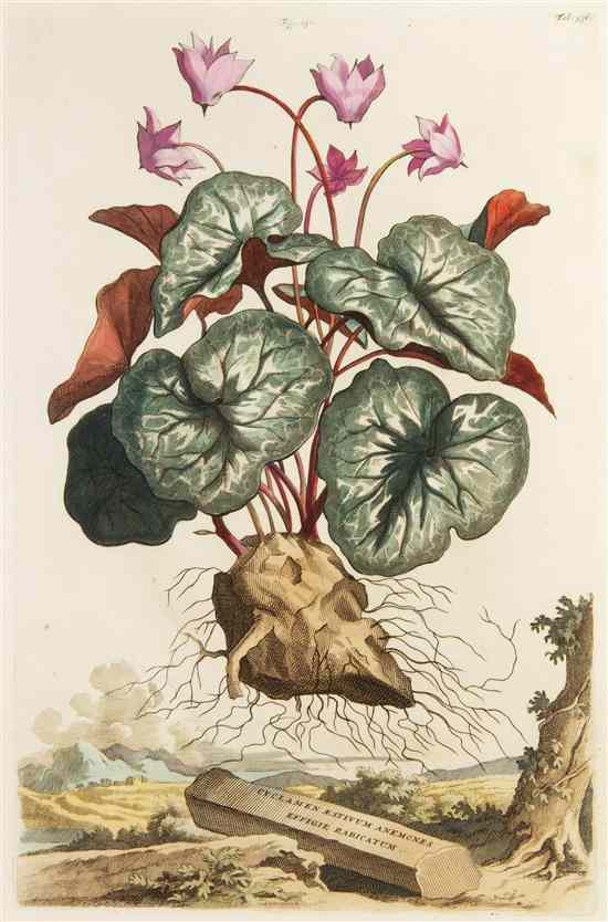 Appraisal: BOTANY DUTCH MUNTING ABRAHAM Two hand-colored engravings from Naauwkeurige beschryving