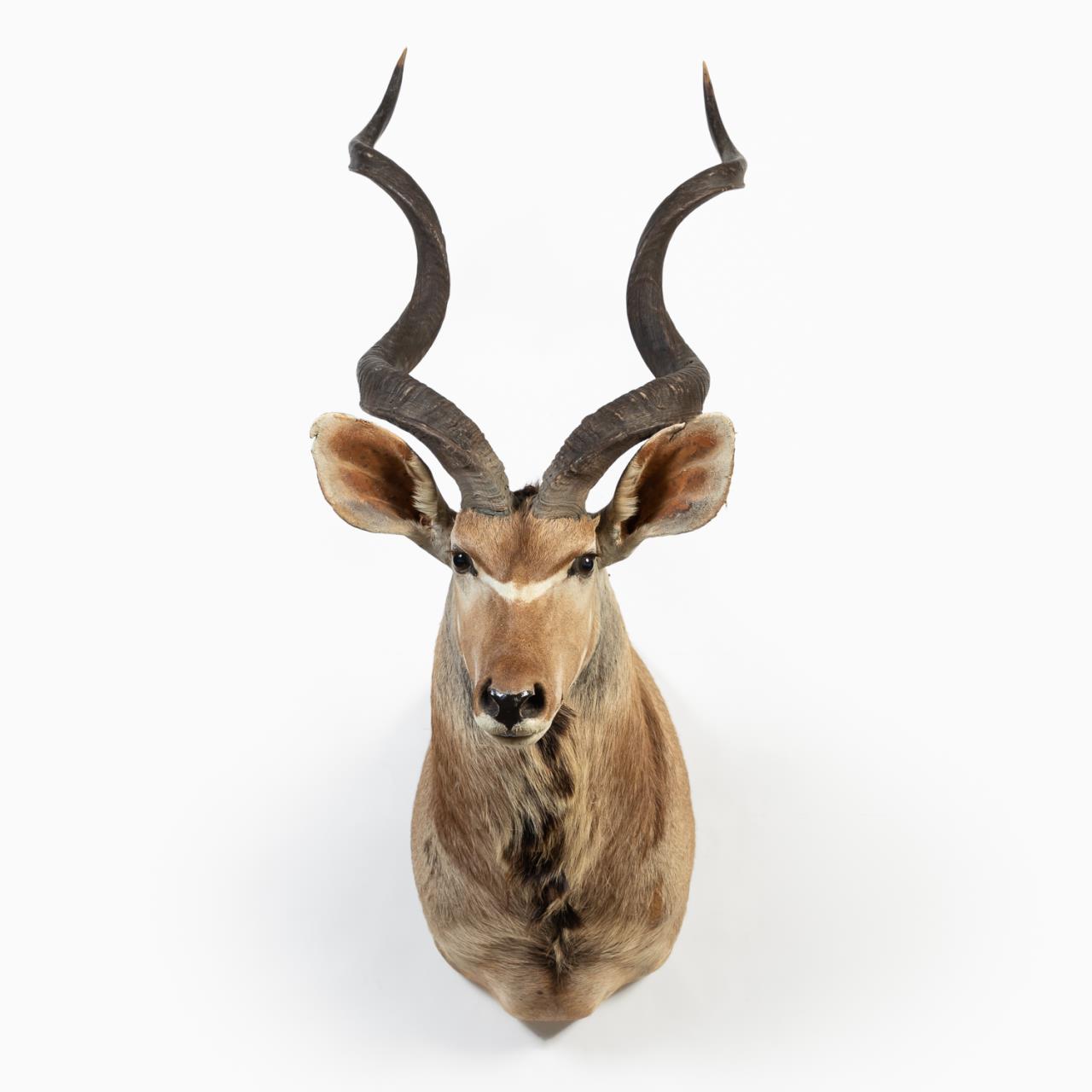 Appraisal: TROPHY SIZE AFRICAN KUDU SHOULDER TAXIDERMY MOUNT African large trophy