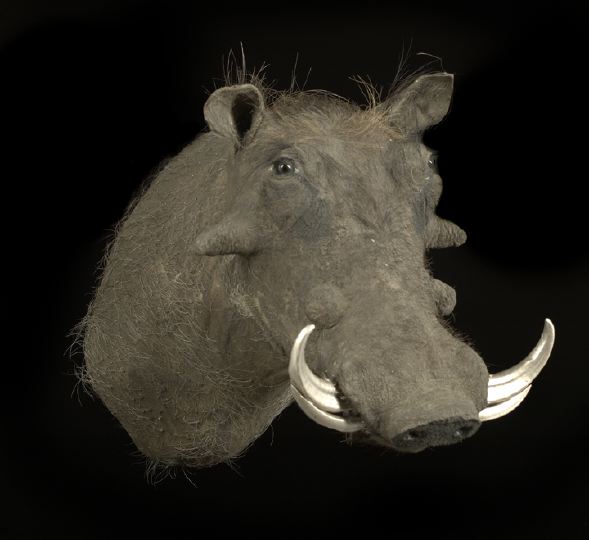 Appraisal: Taxidermy Specimen Head of an African Warthog second quarter th