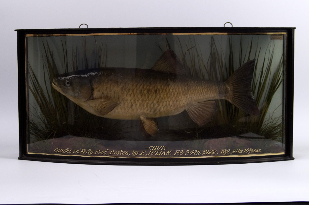 Appraisal: A taxidermy specimen of a chub preserved by J E