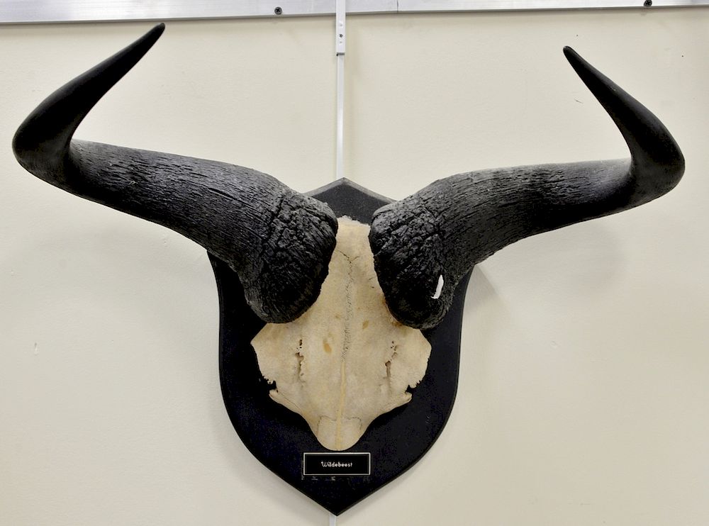 Appraisal: Two large horn taxidermy mounts cape buffalo dp in and