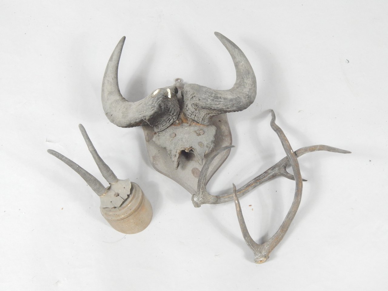 Appraisal: Taxidermy a pair of Bison horns shield mounted a pair