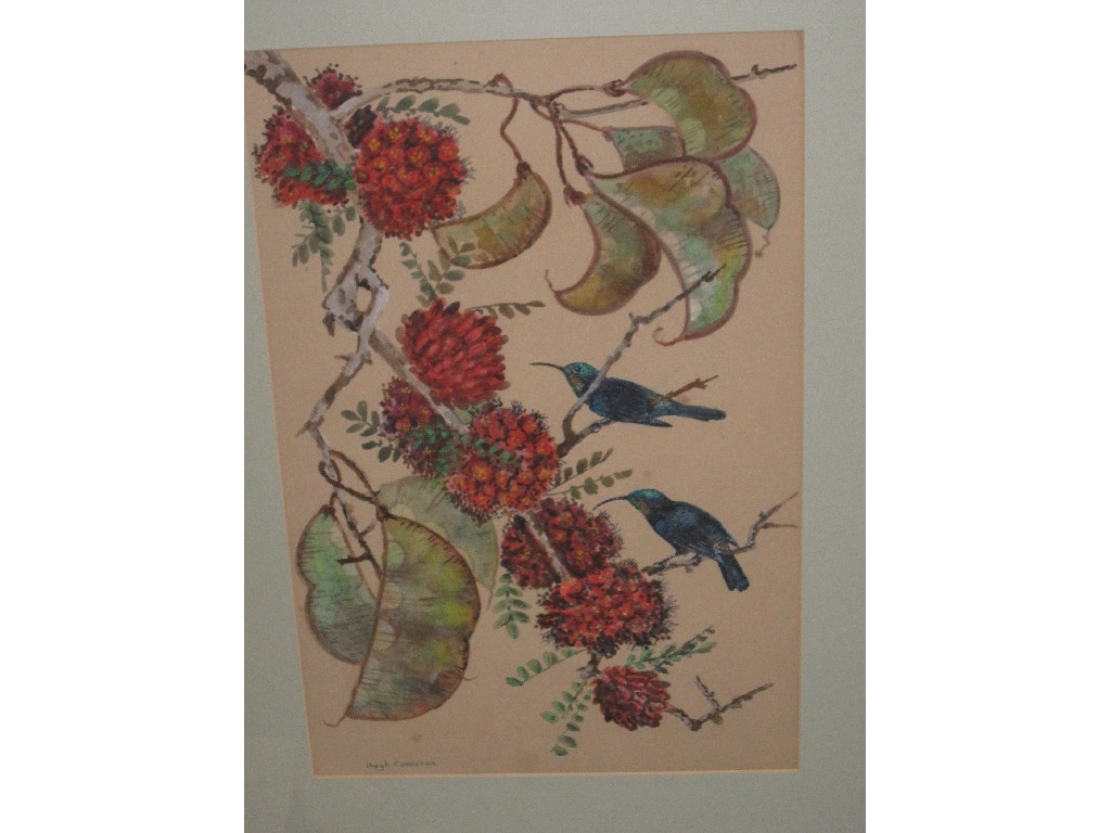 Appraisal: Watercolour 'Hummingbirds on a branch' signed Hugh Cameron