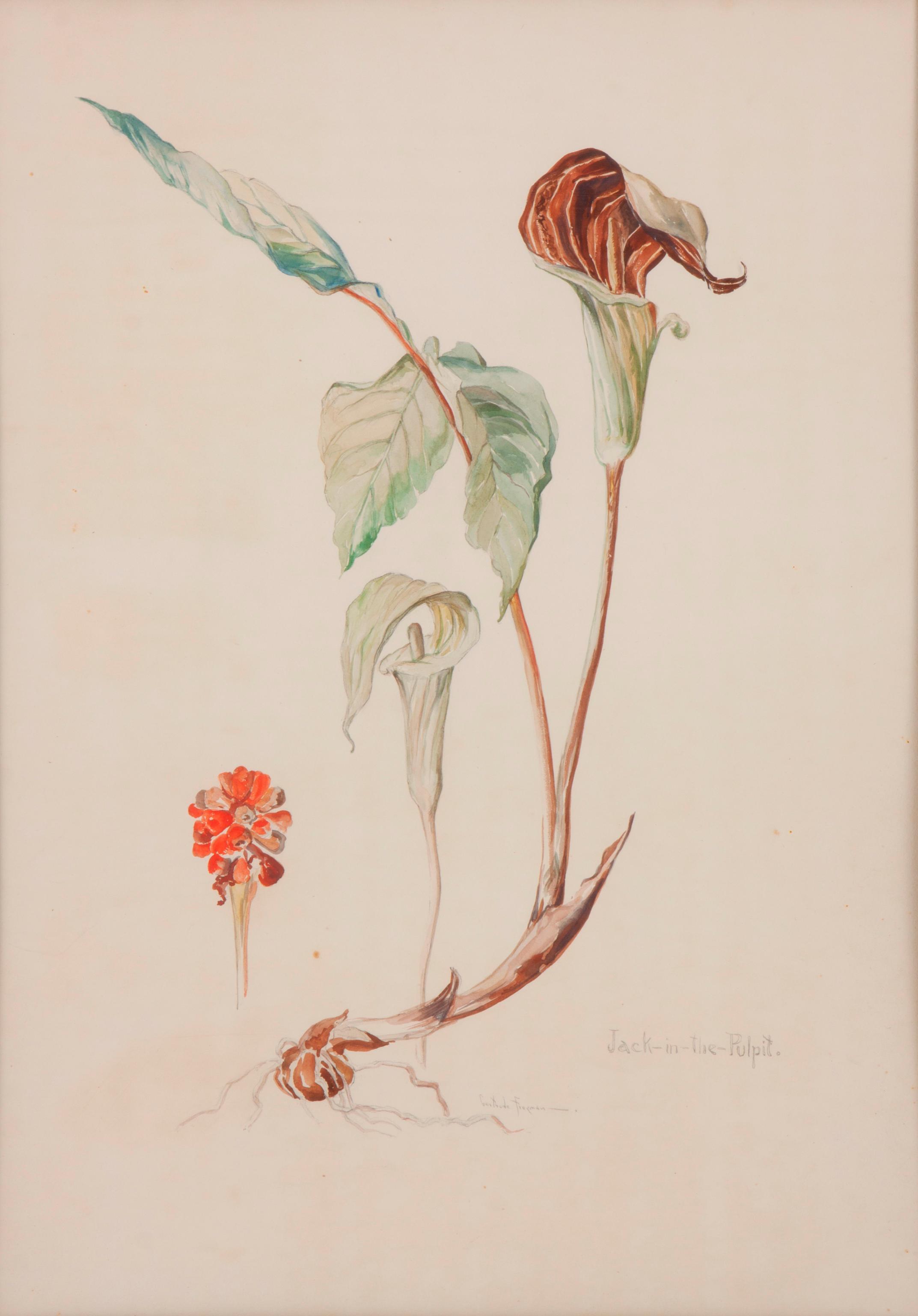 Appraisal: GERTRUDE FREYMAN WATERCOLOR 'JACK-IN-THE-PULPIT' Gertrude Freyman American - Jack-in-the-Pulpit Watercolor