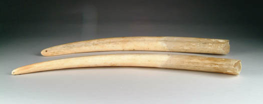 Appraisal: PAIR OF WALRUS TUSKS Undecorated with small hole drilled in