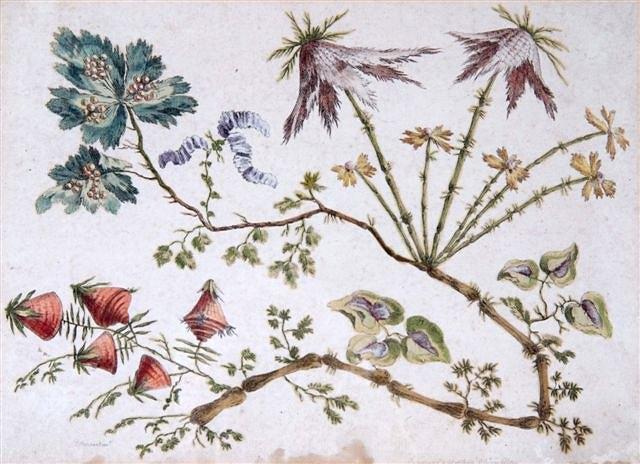 Appraisal: AFTER JEAN BAPTISTE PILLEMENTTwo floral and foliage studies hand coloured